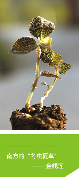 南方的冬蟲(chóng)夏草-金線蓮