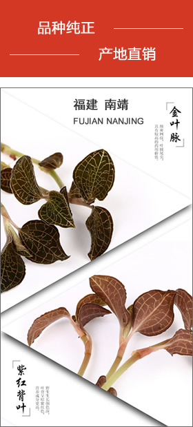 南靖金線蓮 品種純正，產(chǎn)地直銷