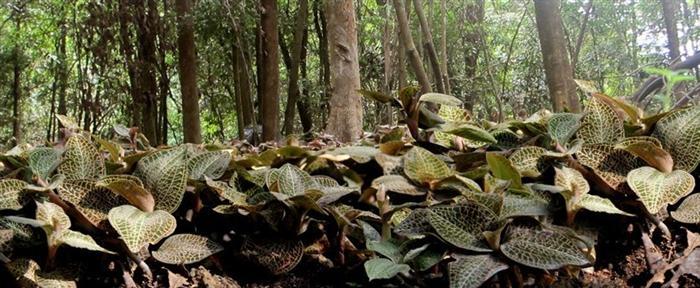 <a href=http://m.08niu.cn/wiki.html target='_blank'>金線蓮功效</a>