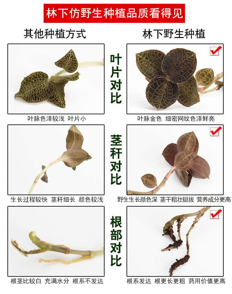 <a href=http://m.08niu.cn/ target='_blank'>金線蓮</a>林下種植