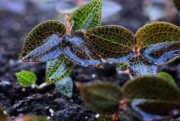 <a href=http://m.08niu.cn/ target='_blank'>金線蓮</a>可以當之無愧地稱為“珍品”，很多人的煲湯首選