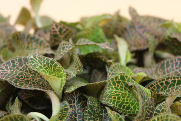 <a href=http://m.08niu.cn/ target='_blank'>金線蓮</a>可以當之無愧地稱為“珍品”，很多人的煲湯首選