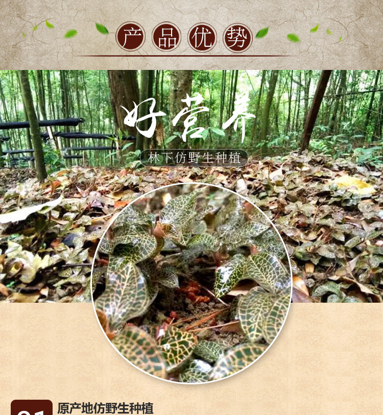 <a href=http://m.08niu.cn/ target='_blank'>金線蓮</a>干品 20克禮盒裝