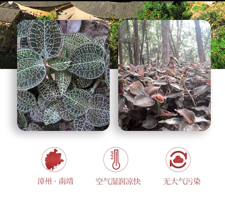 <a href=http://m.08niu.cn/ target='_blank'>金線蓮</a>干品 50克10管 禮盒裝